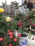 月季花园