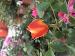 玫瑰花苞