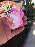 月季花苞