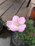 月季花