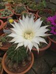 仙人球花