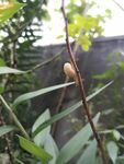 蜗牛