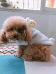 狗