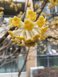 结香花树