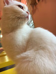 猫咪小猫