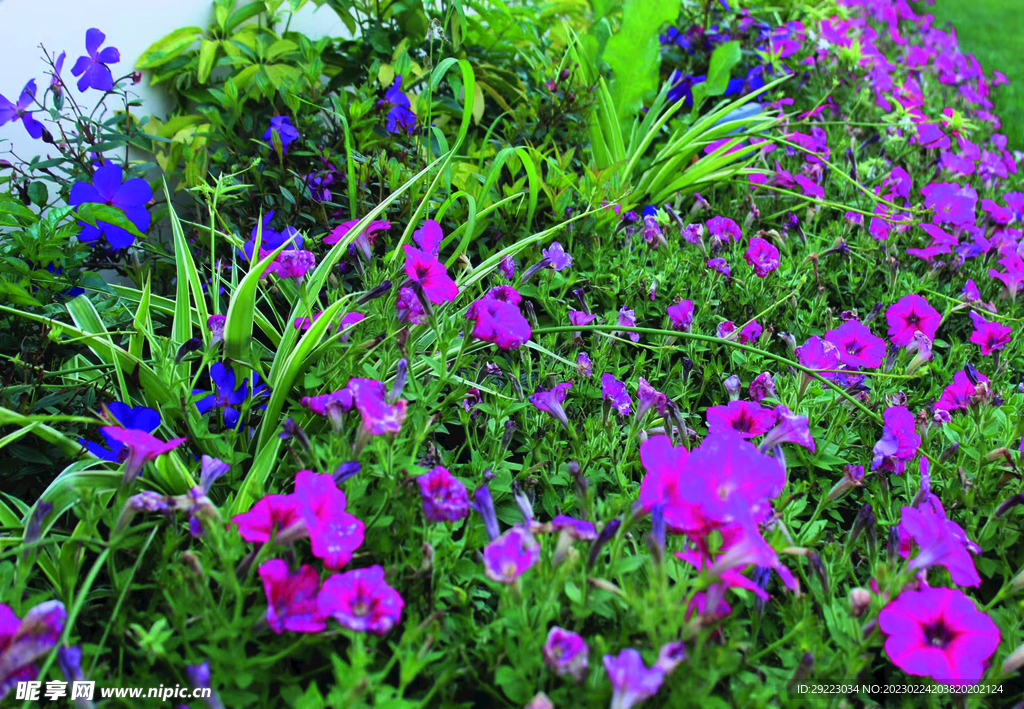 碧冬茄    花