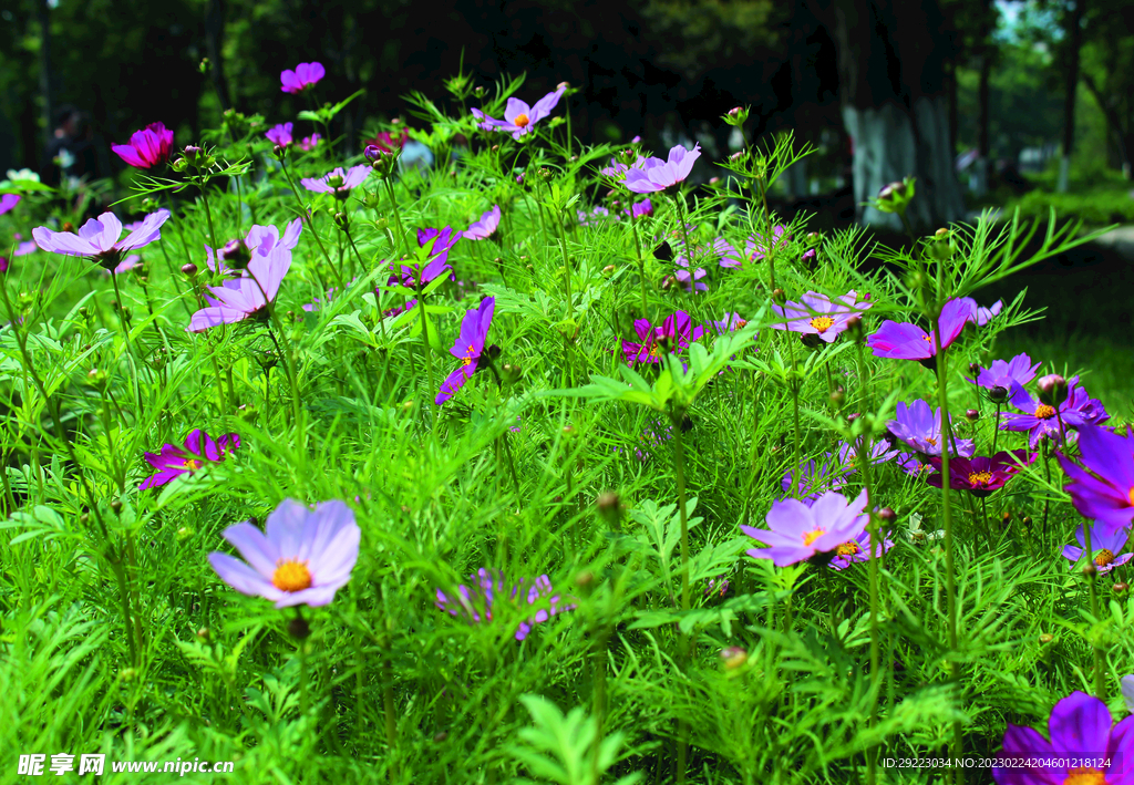 菊花  