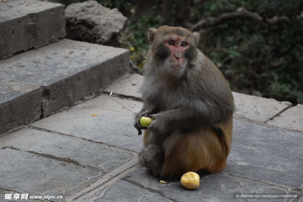黔灵山景区猴子