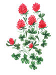水彩花卉