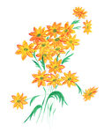 水彩花卉