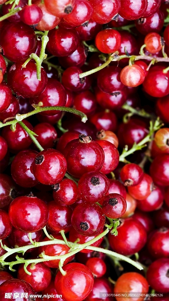 番茄