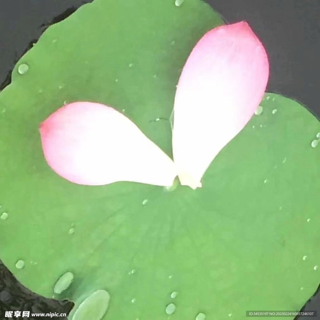 荷