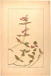 手绘花卉高清图