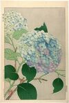 手绘花卉高清图