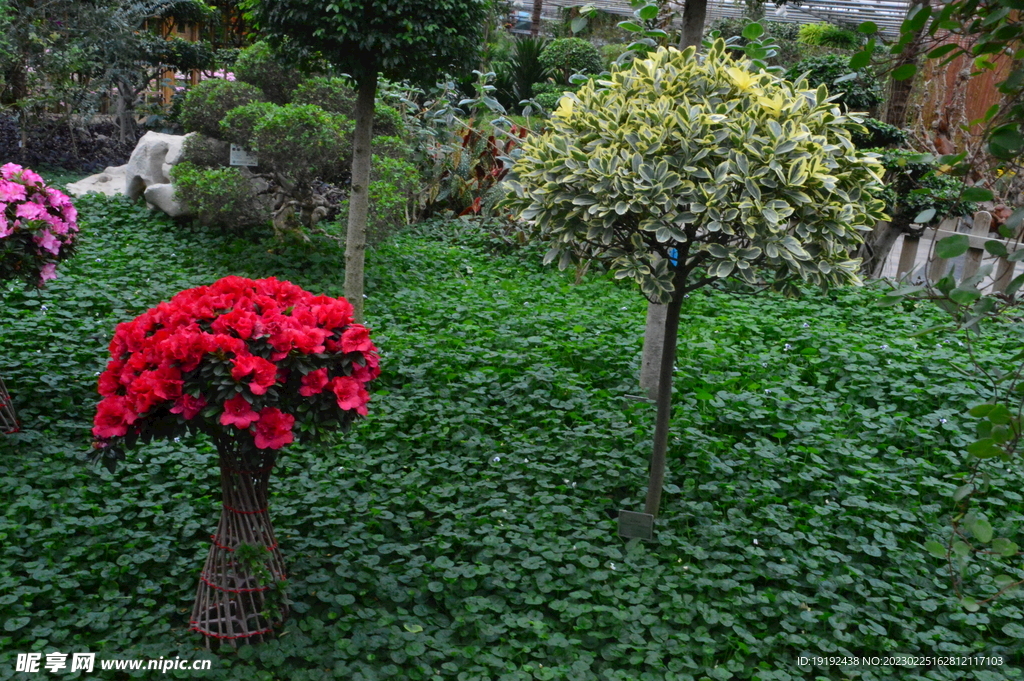 温室花草风景