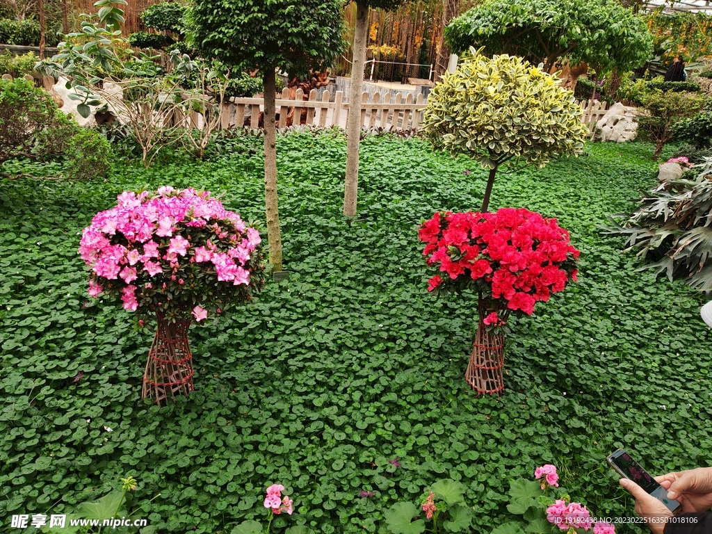 温室花草风景  