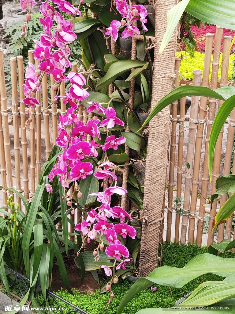 蝴蝶兰