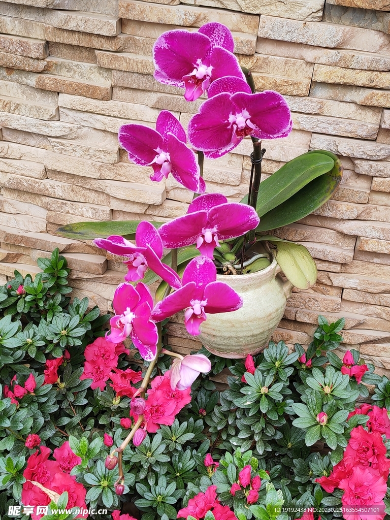 蝴蝶兰 
