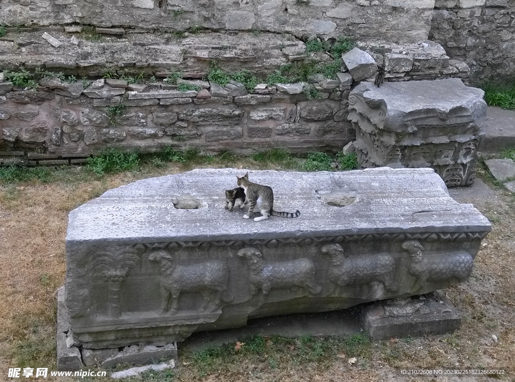 猫