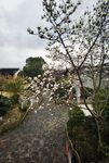 玉兰花