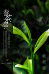 春茶季