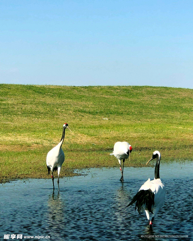 黑龙江扎龙湿地