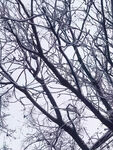 雪景