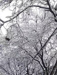 雪