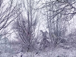 雪后