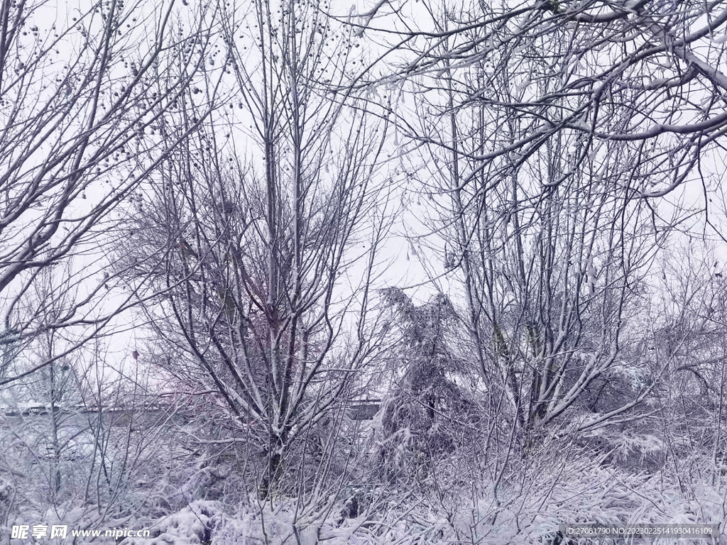 雪后