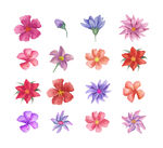 花卉