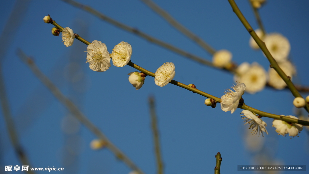 一枝黄色梅花