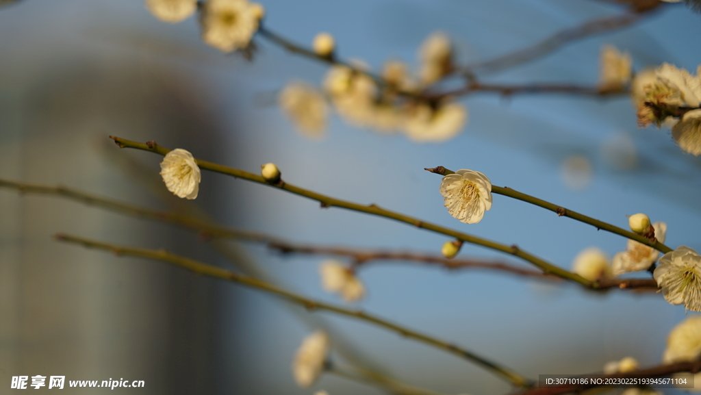 梅花