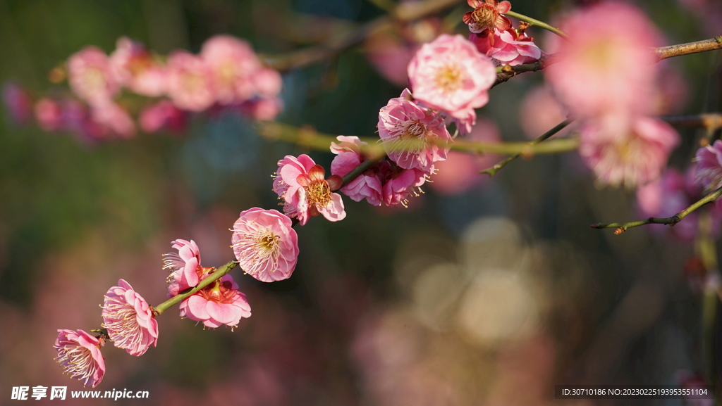 梅花