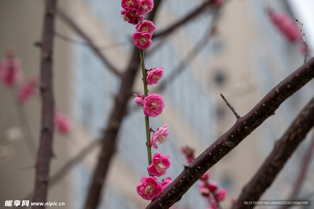 梅花
