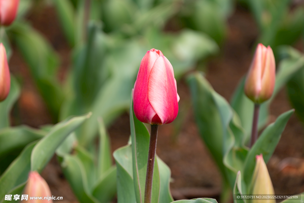 郁金香花 