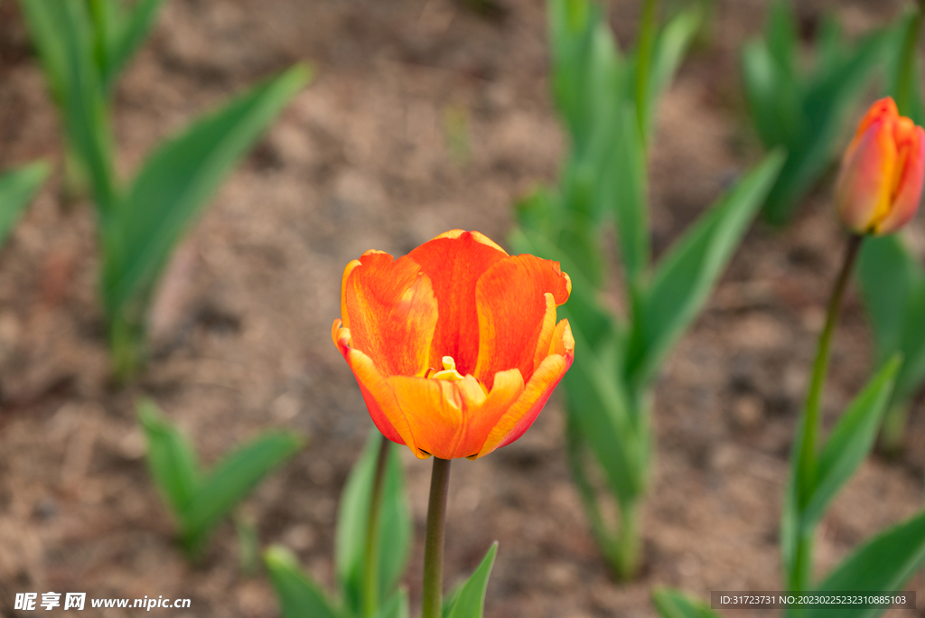 郁金香花