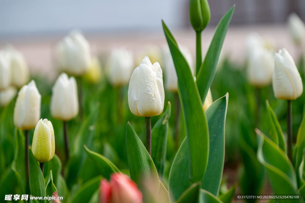 郁金香花 