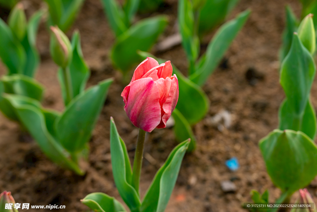 郁金香花 