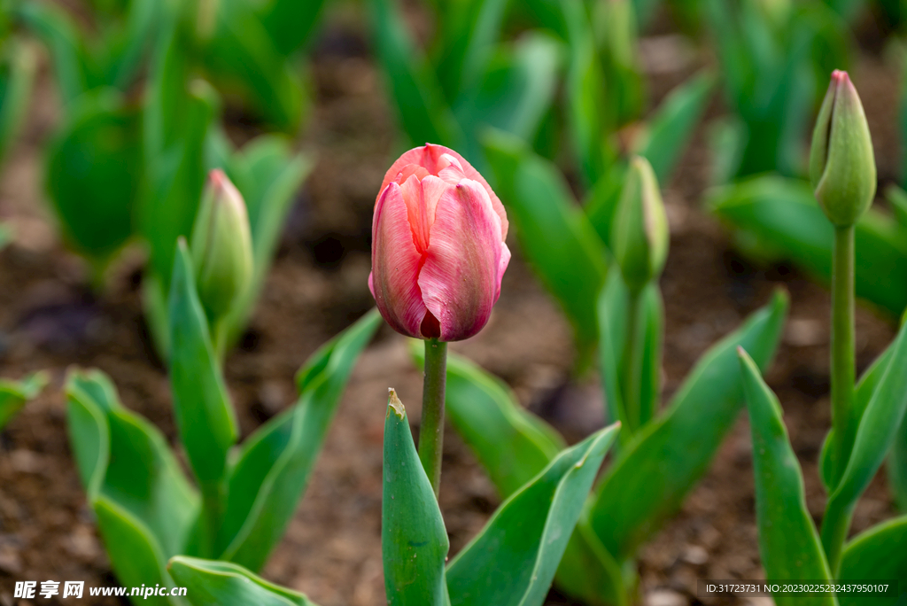 郁金香花