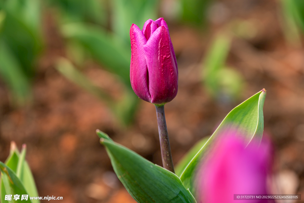 郁金香花