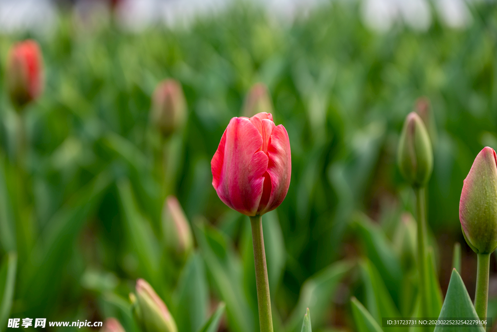 郁金香花