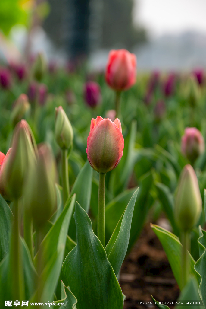 郁金香花 