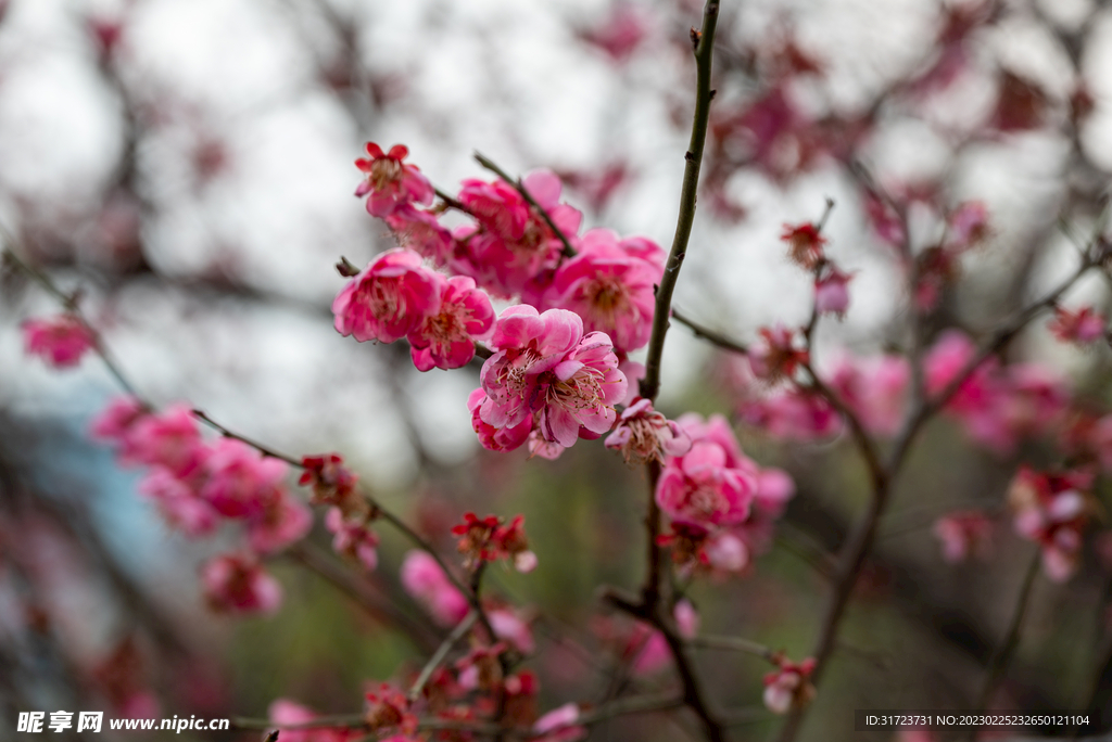  梅花