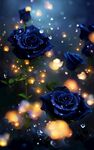 微光中的蓝色玫瑰