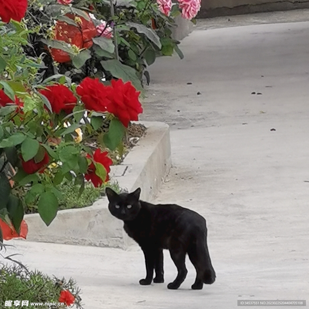 花与猫