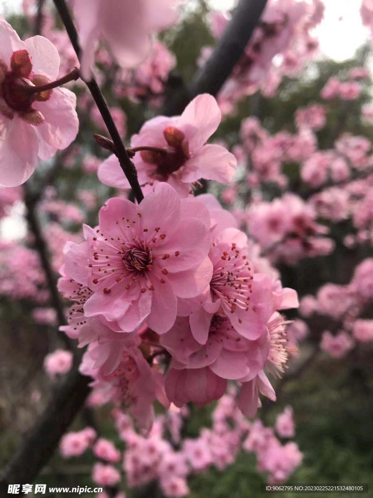 粉红桃花