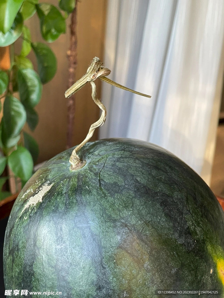 西瓜