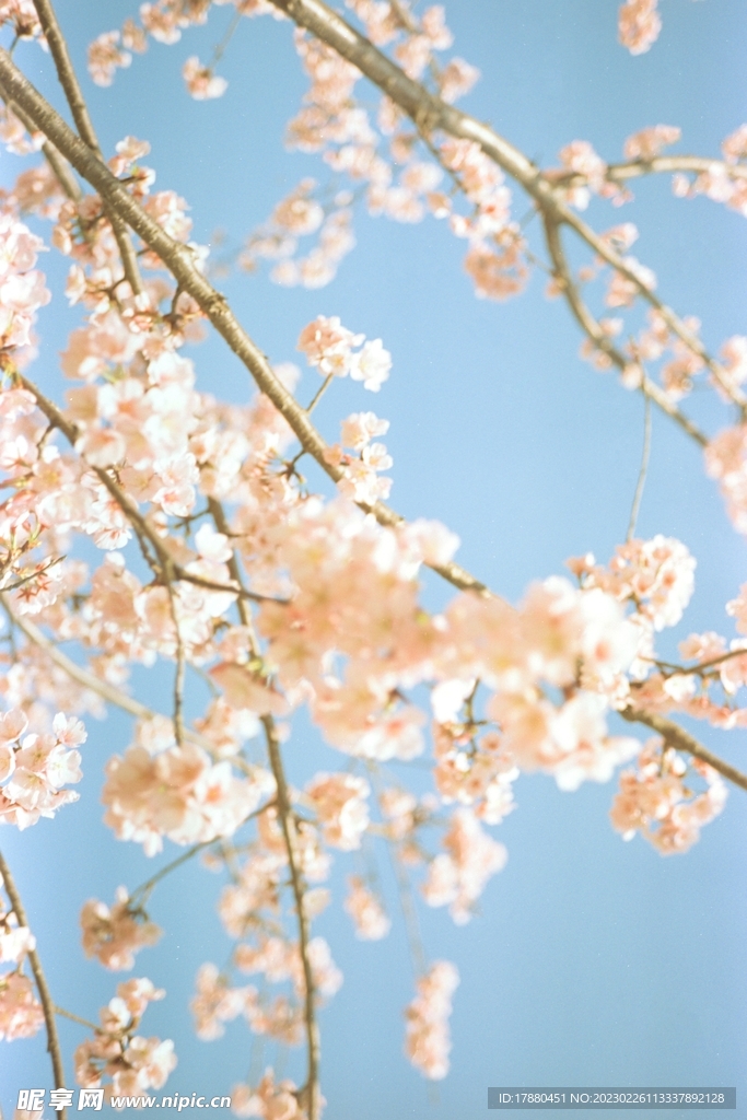 山樱花