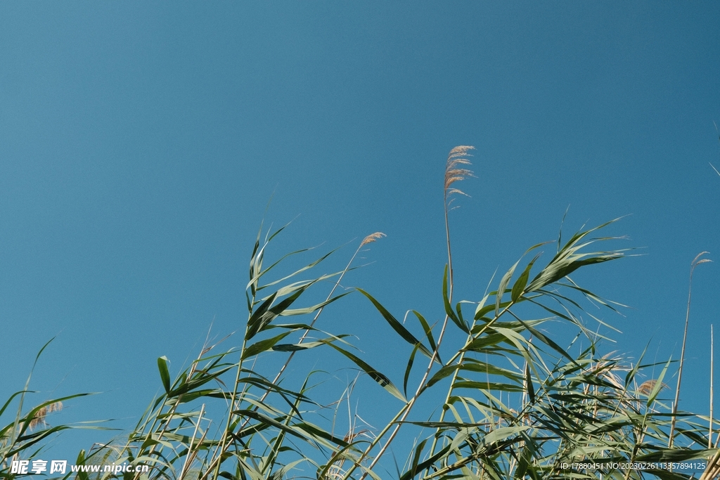 绿草